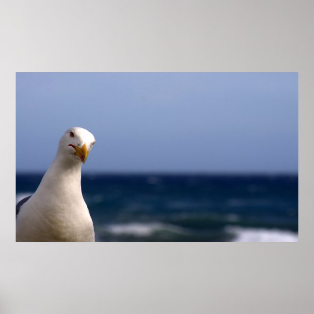 Seagull Poster (Front)