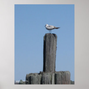 Seagull poster
