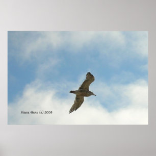 Seagull Poster