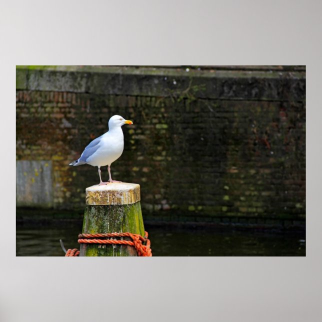 Seagull Poster (Front)