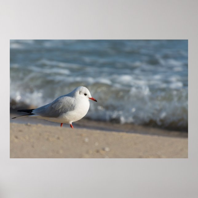 Seagull Poster (Front)