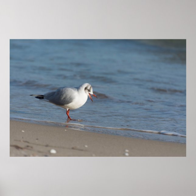Seagull Poster (Front)