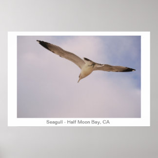 Seagull Poster