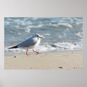 Seagull Poster