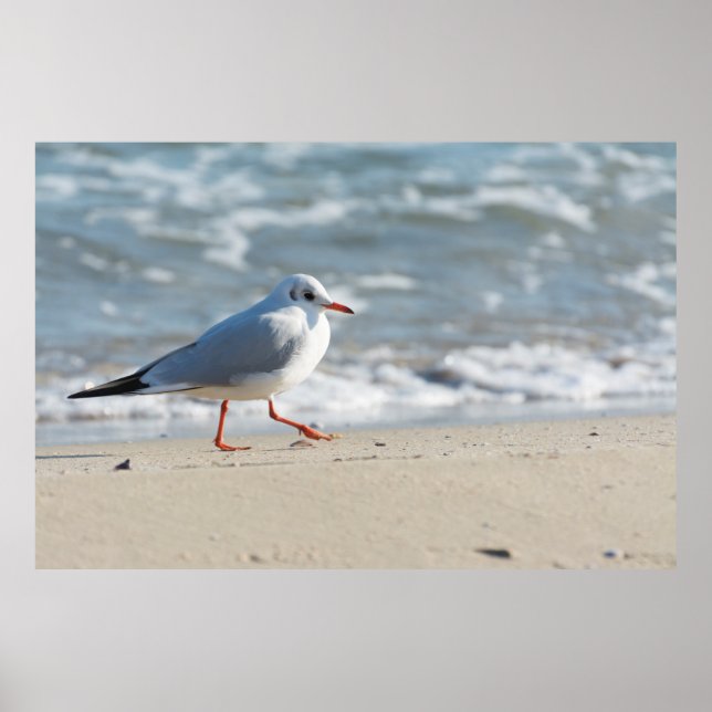 Seagull Poster (Front)