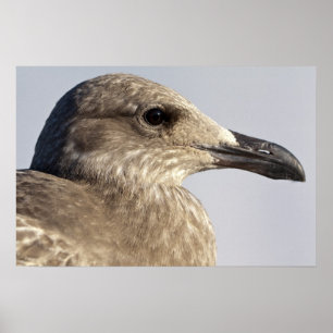 Seagull Profile fine art print