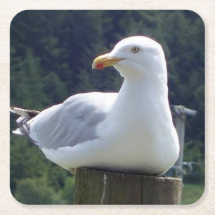 Seagull Resting Fence Post Cute Wildlife Coastal  Square Paper Coaster