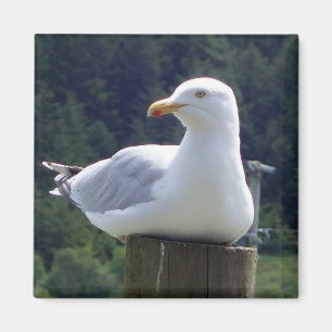 Seagull Resting Peacefully On A Fence Post Magnet