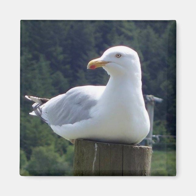 Seagull Resting Peacefully On A Fence Post Magnet (Front)