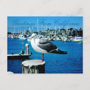 Seagull Shores Postcard from California