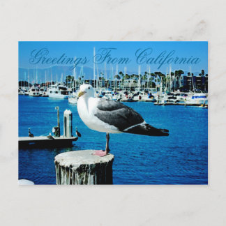 Seagull Shores Postcard from California