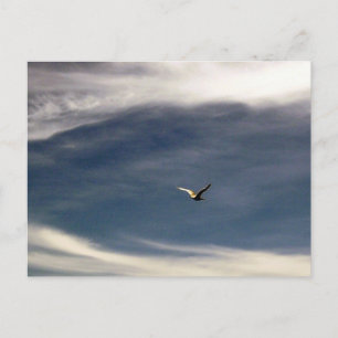 Seagull Sky Postcard
