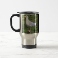 Seagull Standing Grass Field Meadow Wildlife Coast