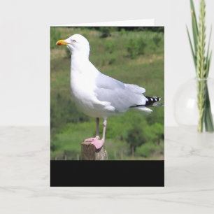 Seagull Standing Greetings Card – Wildlife Seagull