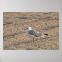 Seagull standing solo on Hampton Beach Poster