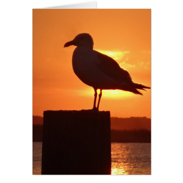 Seagull Sunset (Front)