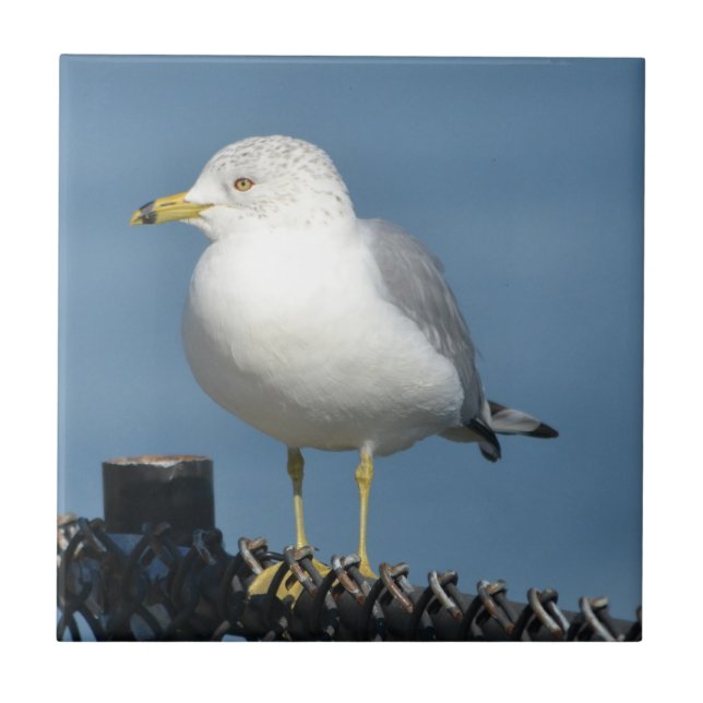 Seagull Tile (Front)