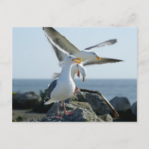 Seagull Trio Postcard