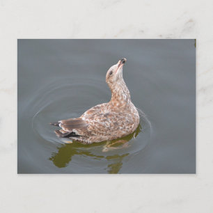 Seagull Waiting For Handout Postcard