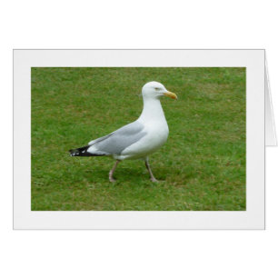 Seagull walking in the Park