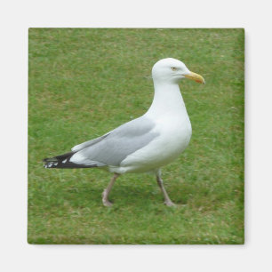Seagull walking in the Park Magnet
