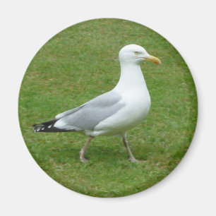 Seagull walking in the Park Magnet