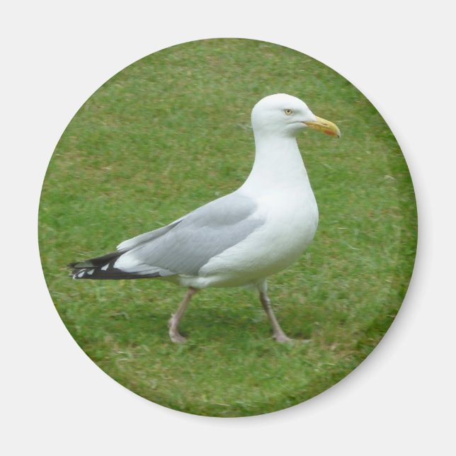 Seagull walking in the Park Magnet (Front)