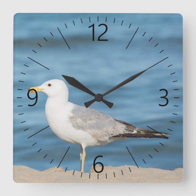 Seagull walking on the beach square wall clock (Front)