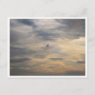 Seagull Wildlife Photography Postcard