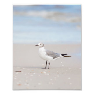 Seagull with Blue Sea and Seashells Background Photo Print