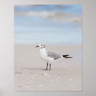 Seagull with Blue Sea and Seashells Poster