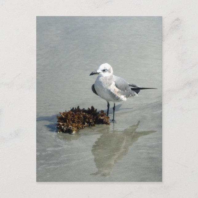 Seagull with Seaweed Postcard (Front)