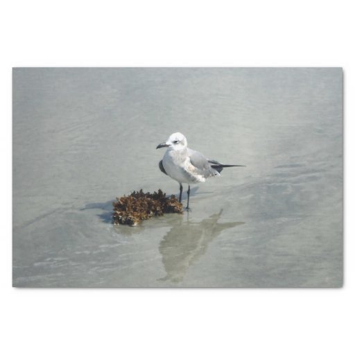 Image of Seagull with Seaweed Tissue Paper