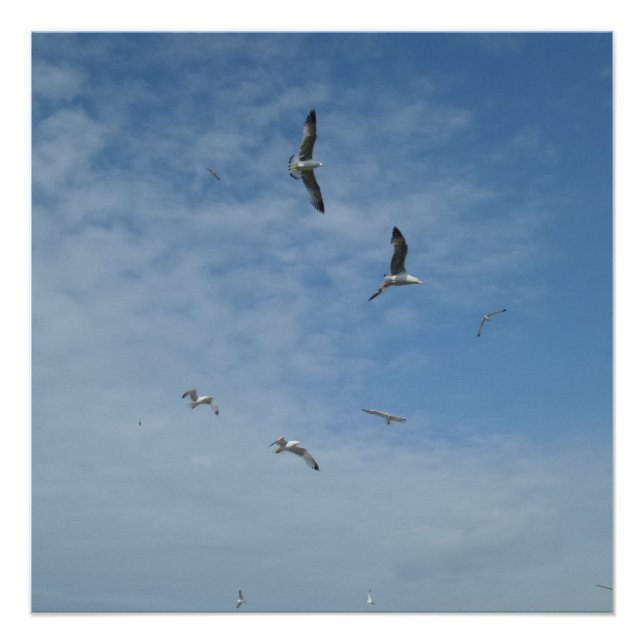 Seagulls 20" x 20",Poster Paper,Semi-Gloss Poster (Front)