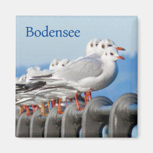 Seagulls at the Lake Constance Magnet