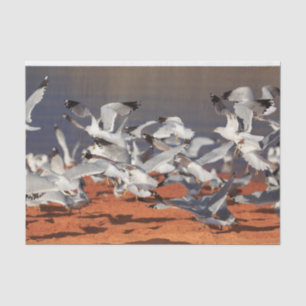 Seagulls Beach Tissue Paper