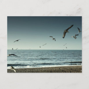 Seagulls Brighton Postcard