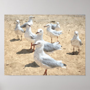 Seagulls By The Seashore Poster