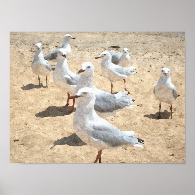 Seagulls By The Seashore Poster (Front)