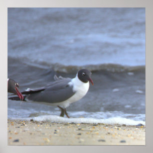 Seagulls by the Shoreline Poster