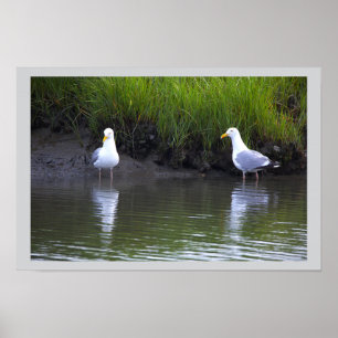 Seagulls by the Water Poster
