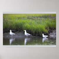 Seagulls by the Water Poster