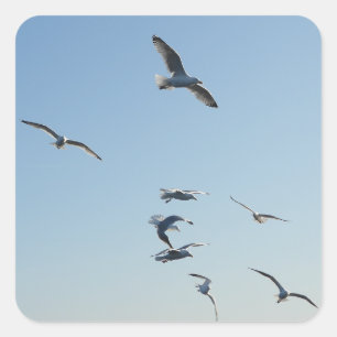Seagulls Flying Coastal Nature Art Ocean Bird  Square Sticker