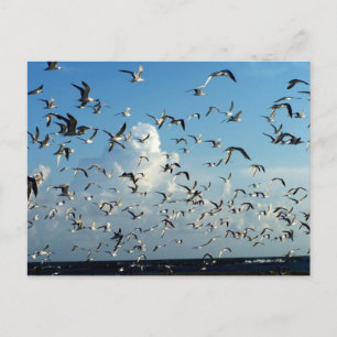 seagulls flying over beach postcard
