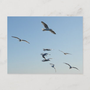 Seagulls Flying Over Ocean Coastal Wildlife Free Postcard