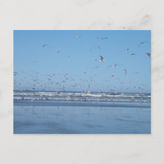 Seagulls flying over the ocean & shore postcard