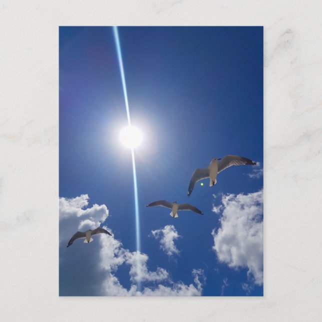Seagulls Flying Sky Clouds Sun Postcard (Front)