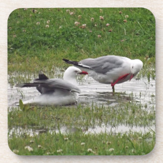 Seagulls in a Puddle Coaster