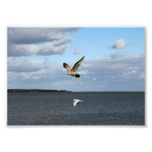 Seagulls in Flight Photo Print