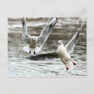 Seagulls in Flight Postcard